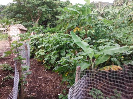 Baby banana, island cabbage, etc...I think there's a papaya tree in there somewhere....